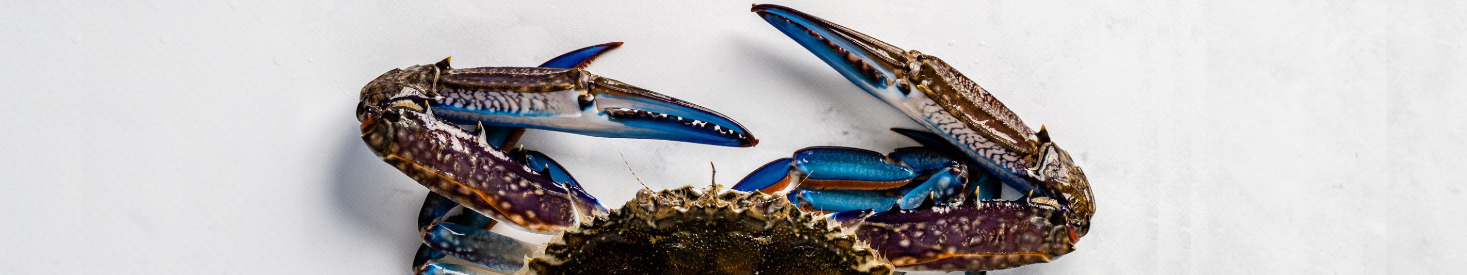 Blue Swimmer Crab with Black Pepper RECIPE from steve costi seafood