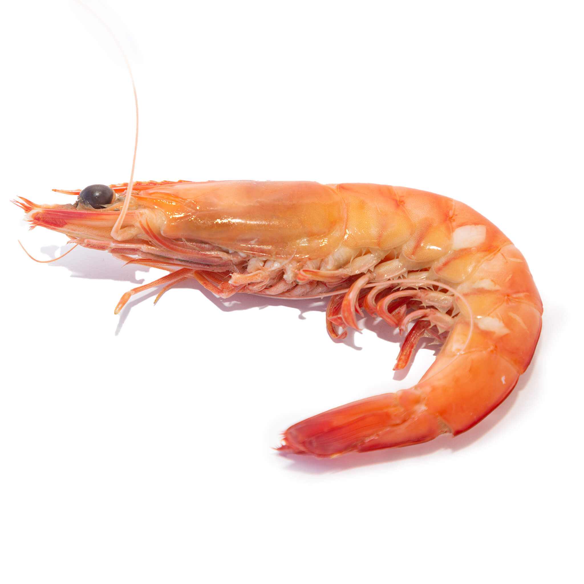 cooked king prawn from steve costi seafood