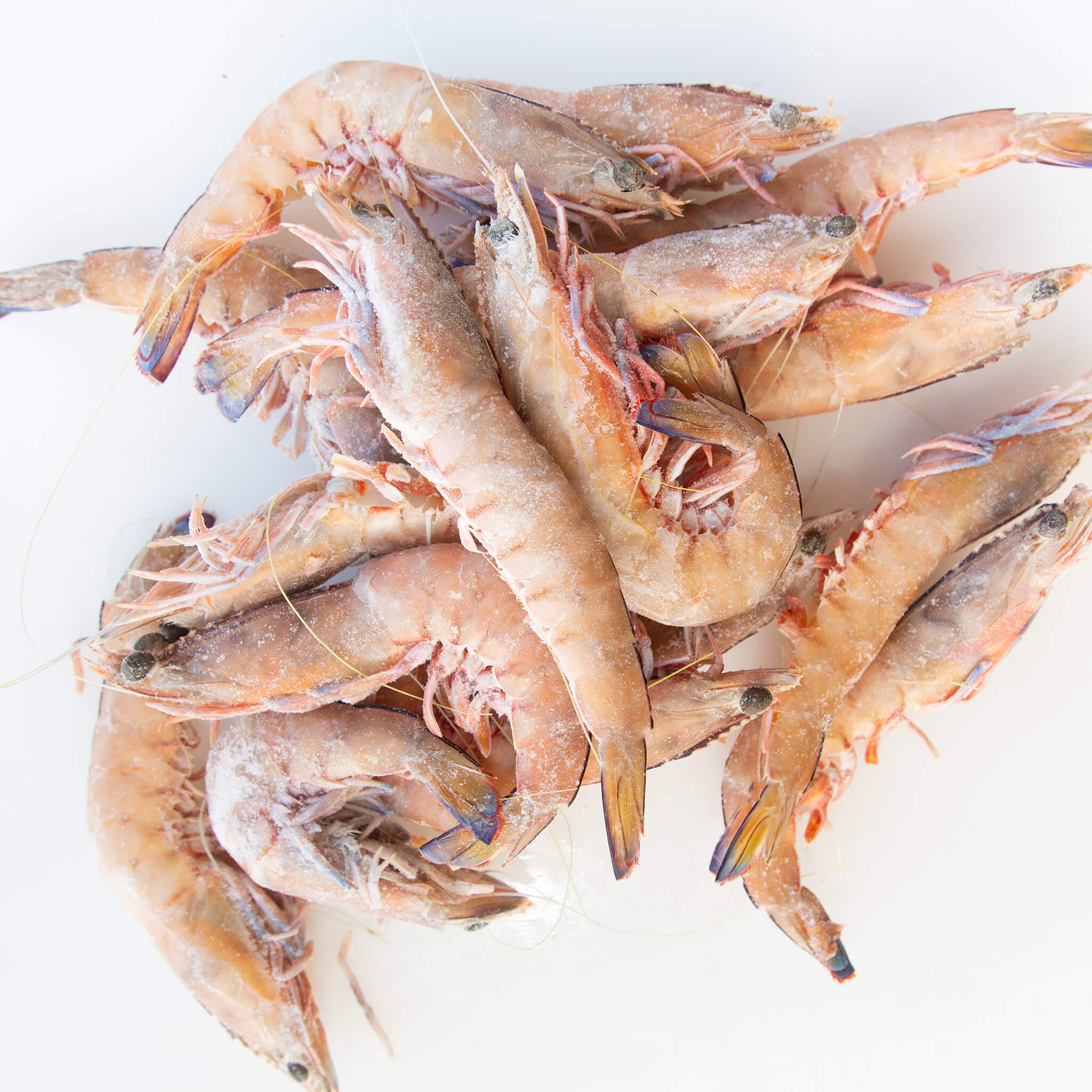 Large Green King Prawns from Steve Costi Seafood Sydney