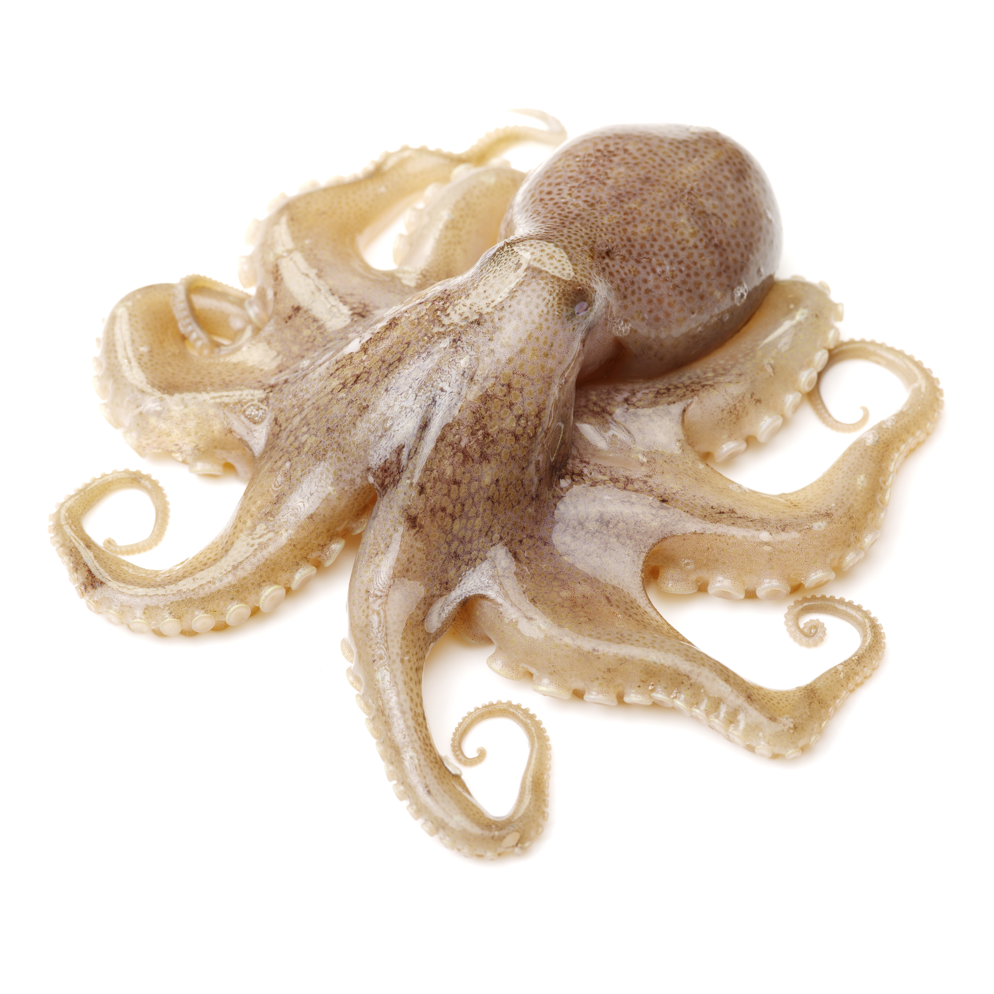 Bass strait octopus (meduim) 1kg steve costi seafood