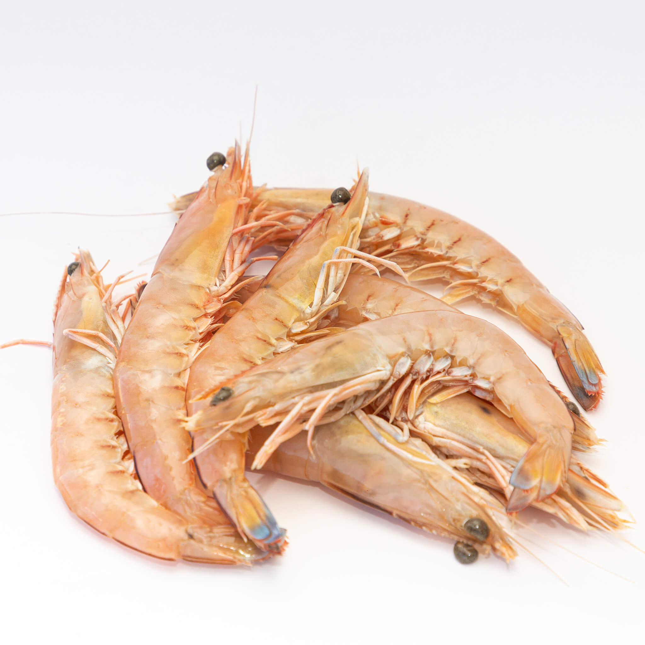 frozen Medium Green King Prawns from Steve Costi seafood