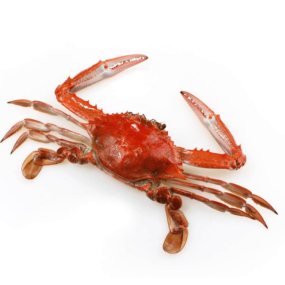 Cooked Blue swimmer Crab from Costi seafood Online Store