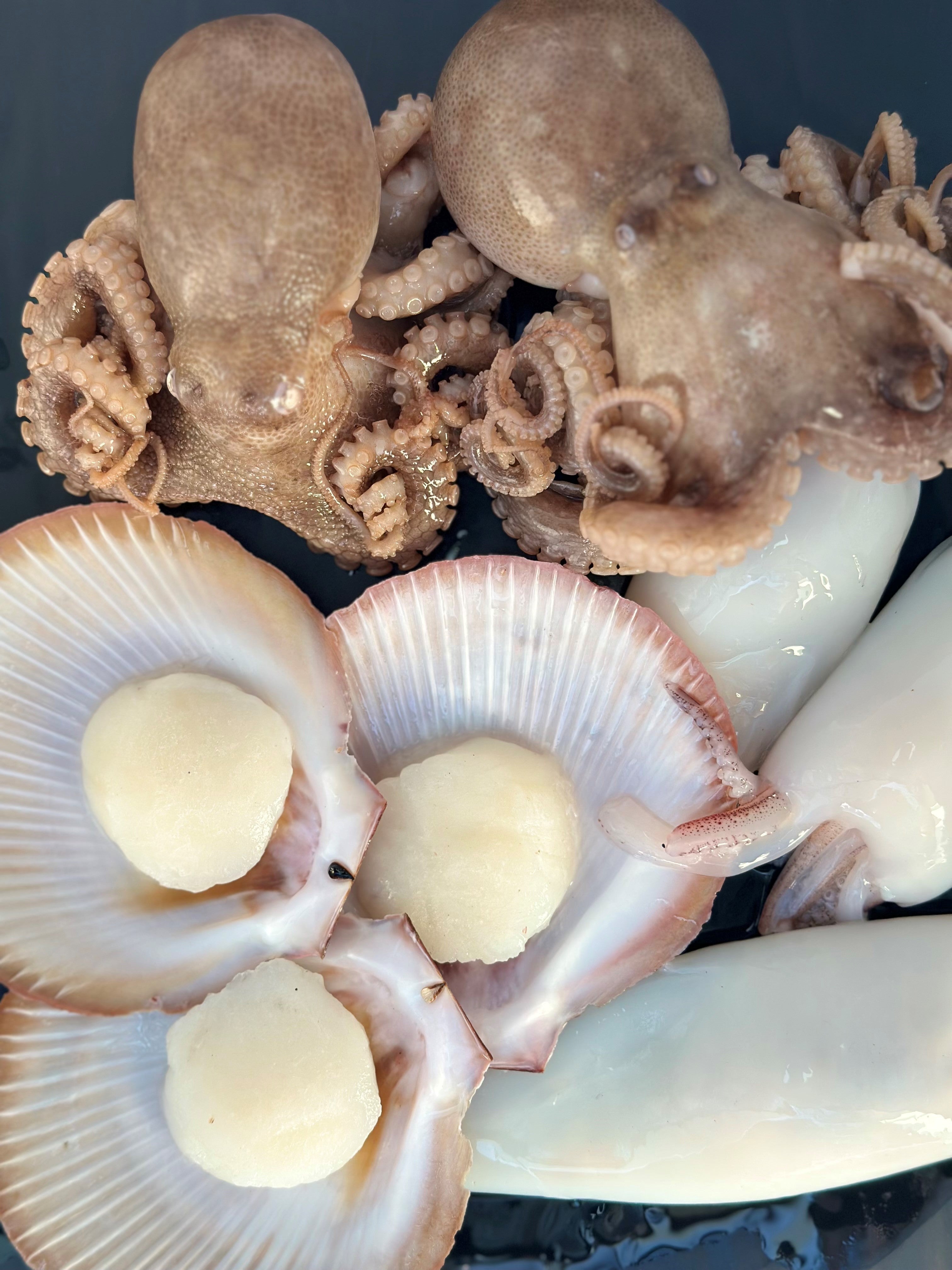 SCALLOPS, OCTOPUS, SQUID & MUSSELS - Steve Costi's Seafood