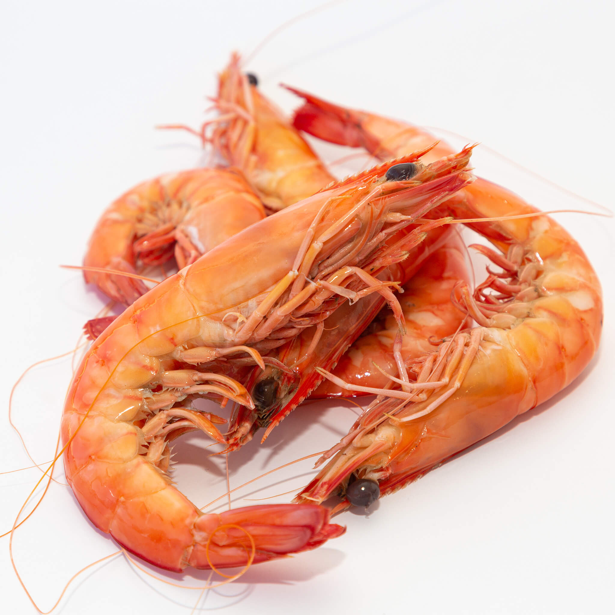 cooked king prawns from steve costi seafood
