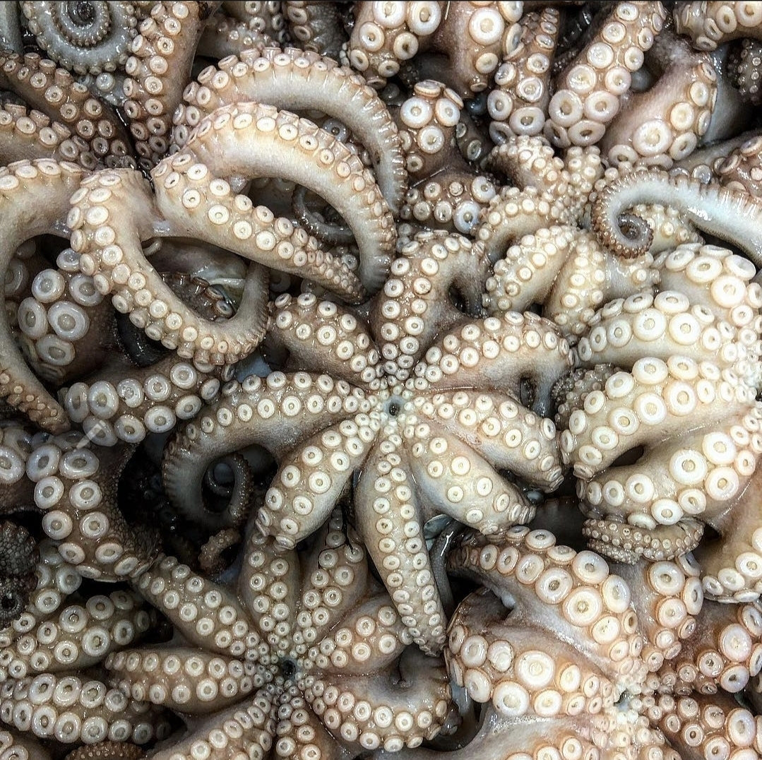 Baby Berrima octopus Steve Costi Seafood