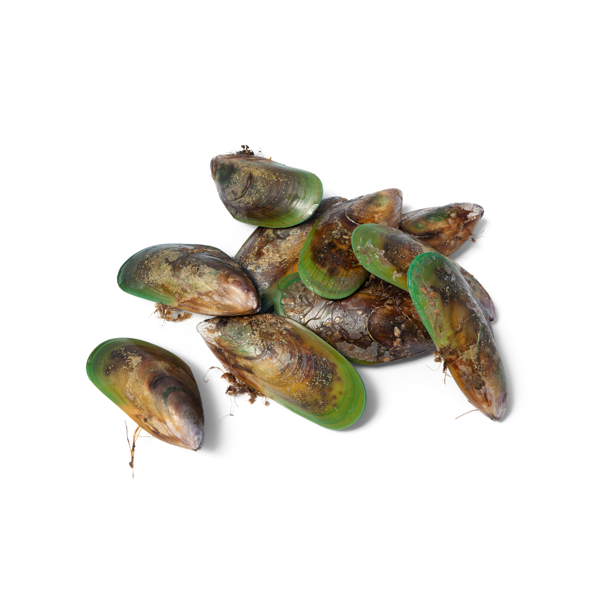 New Zealand Green lips Mussels 1 kg from Steve Costis seafood