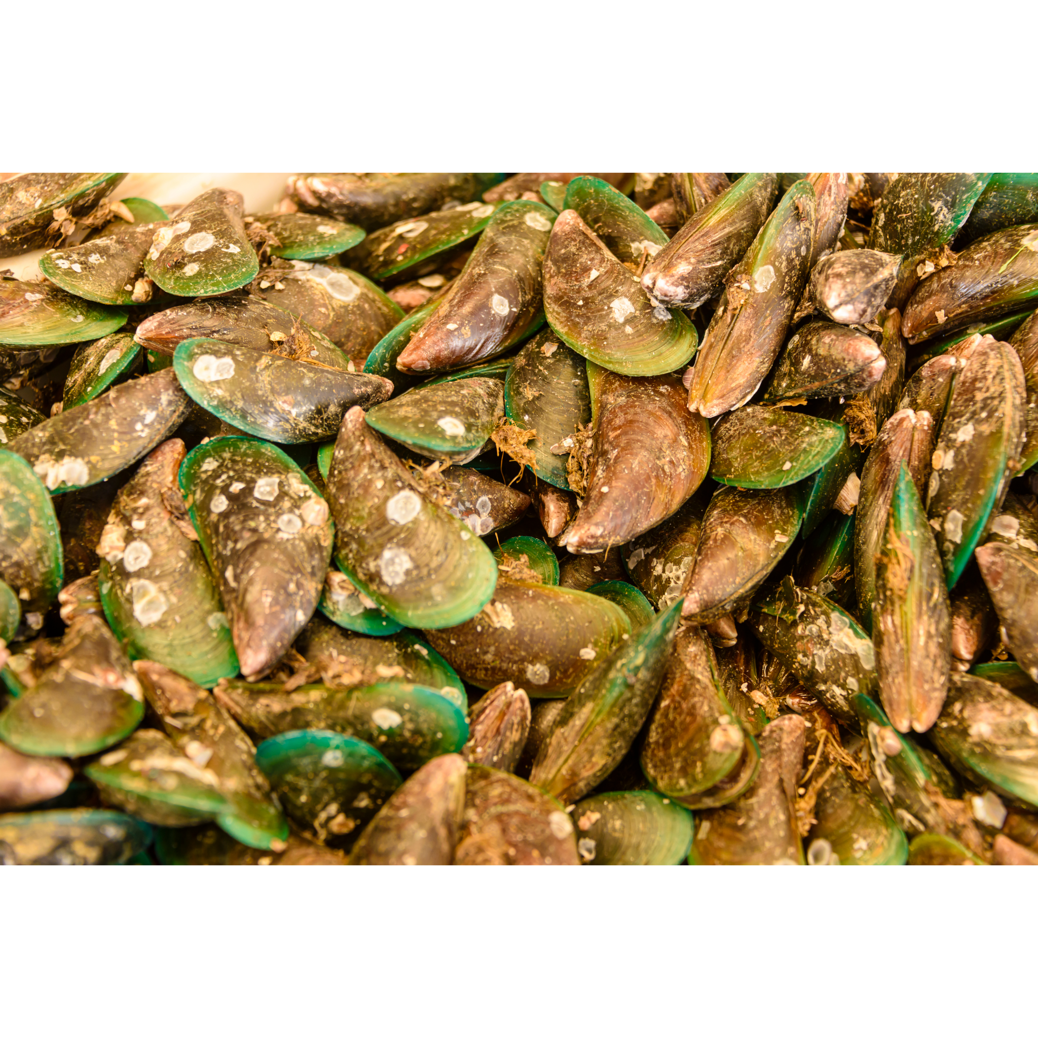 New Zealand Green lips Mussels 1 kg steve costi seafood
