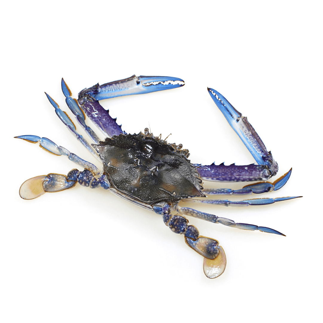 Green Blue Swimmer Crab from steve costi seafood