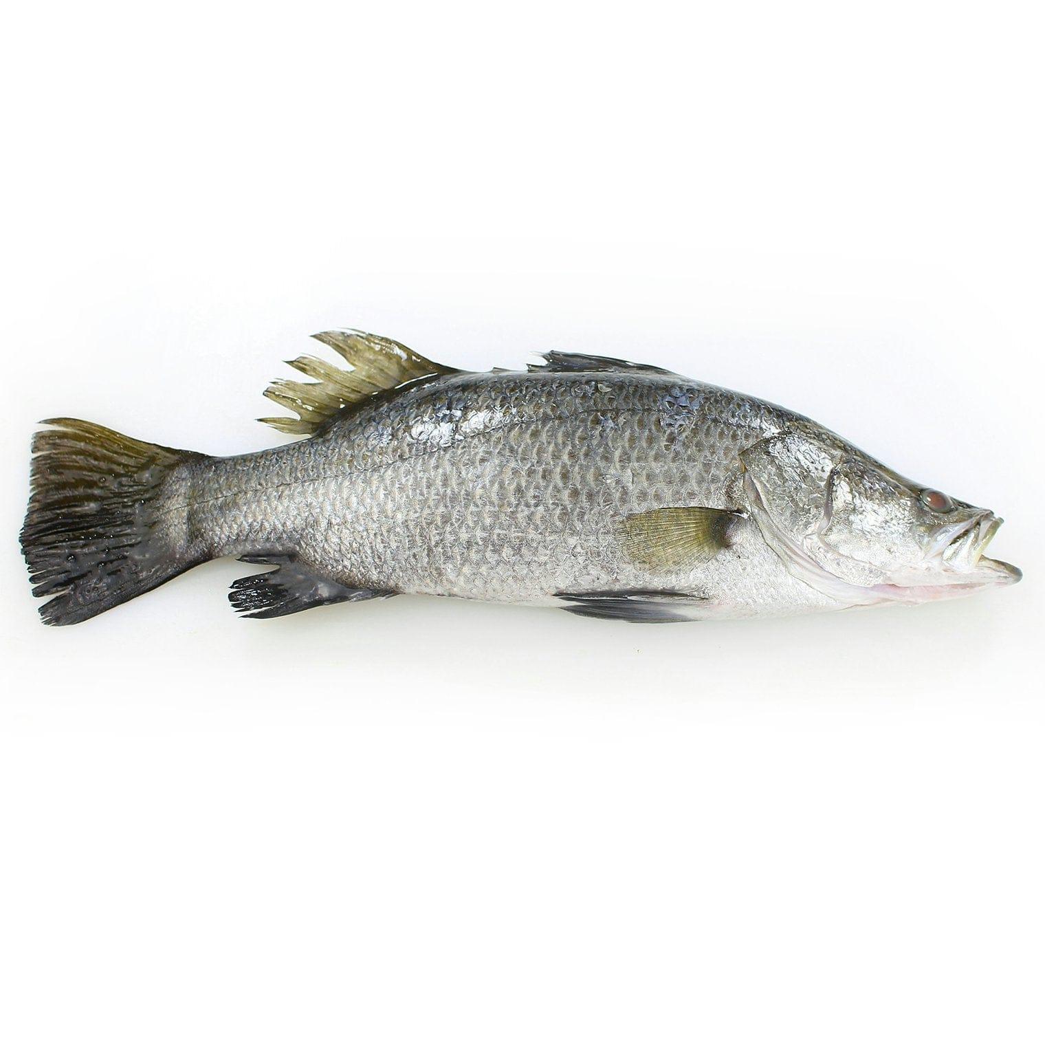 Barramundi fish from steve costi seafood