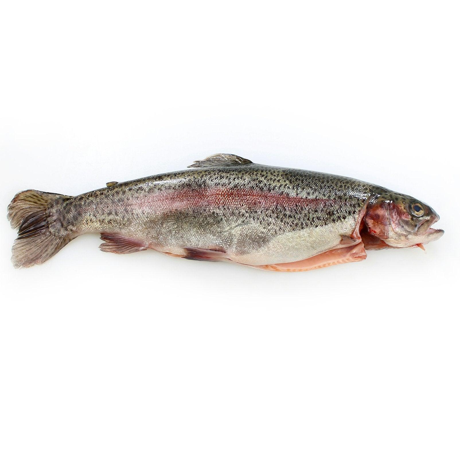 Rainbow trout fish from costi seafood