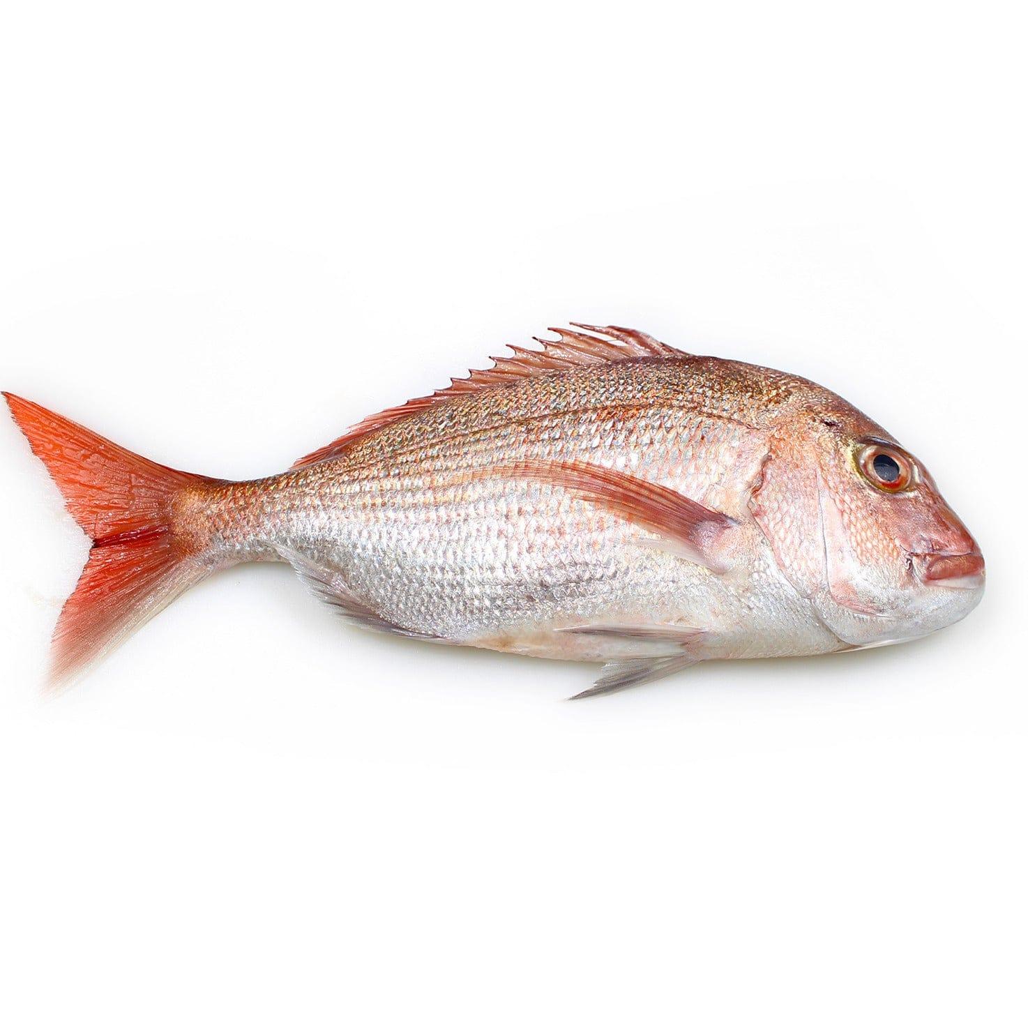 Whole snapper fish from Steve Costi seafood